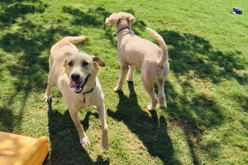 Dog & Cat Boarding in Athens, AL